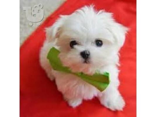 PoulaTo: Αναισθητοποίηση Λευκό Teacup Maltese Pups Διαθέσιμο